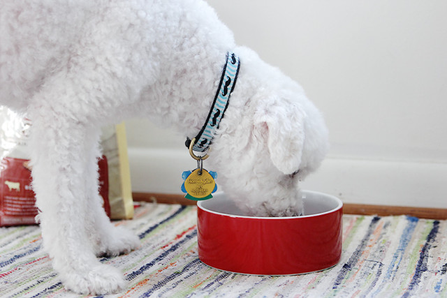 A roundup of modern dog bowls, plus Rachael Ray Nutrish: Zero Grain Dog Food on A Girl Named PJ