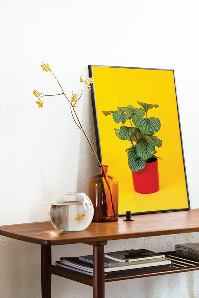 Flora Indoor Orbifolia print
