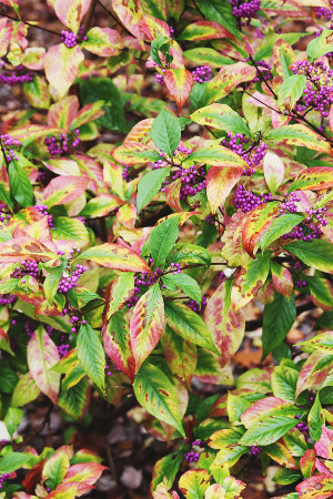 Beautiful foliage while visiting Mount Vernon in A Girl Named PJ