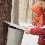 A quick guide to maple sugaring