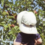 Day Trip: Apple Picking with Kids